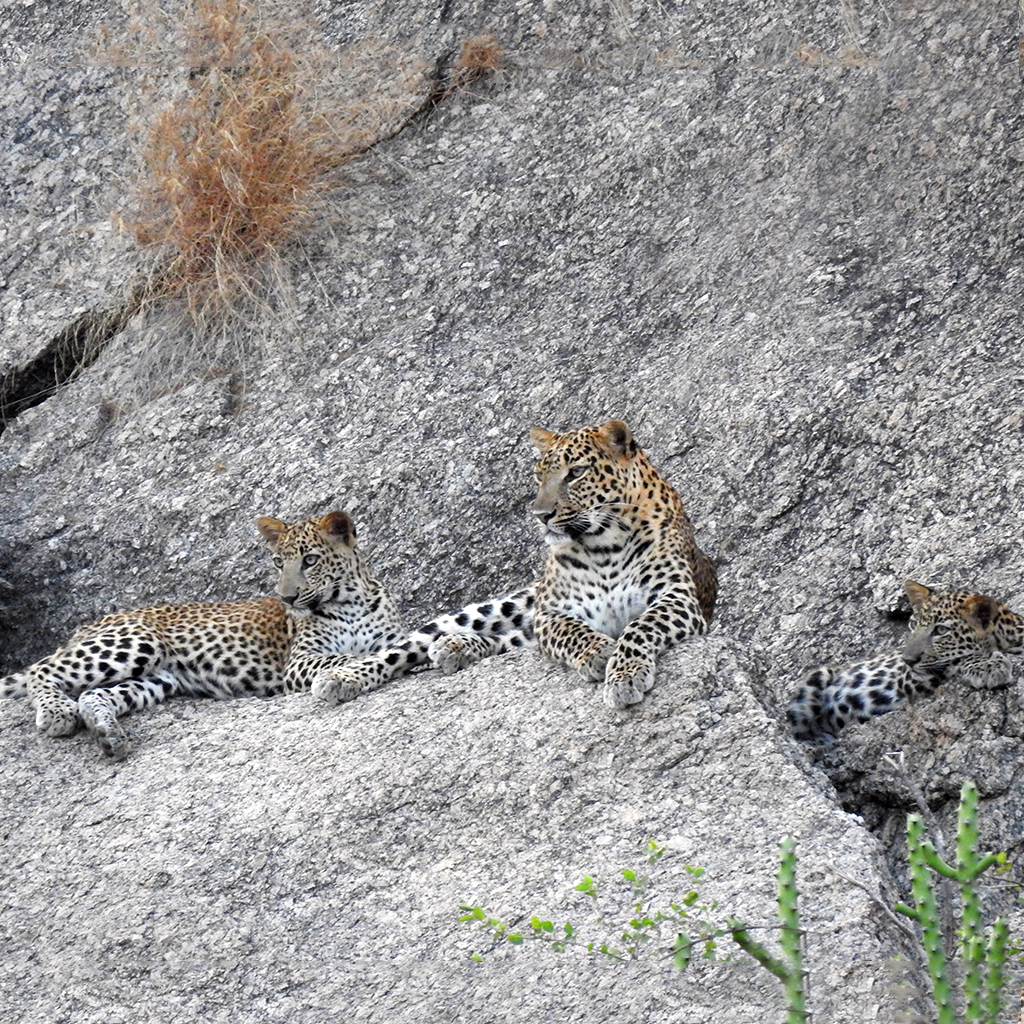 jawai leopard safari price
