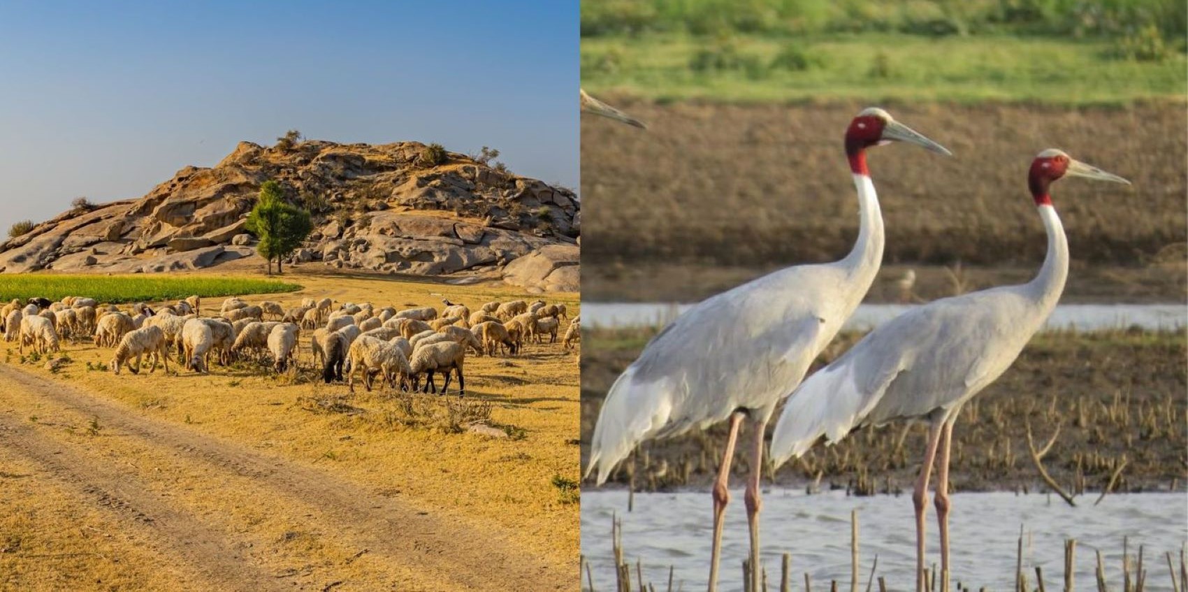 birding at jawai, rajasthan