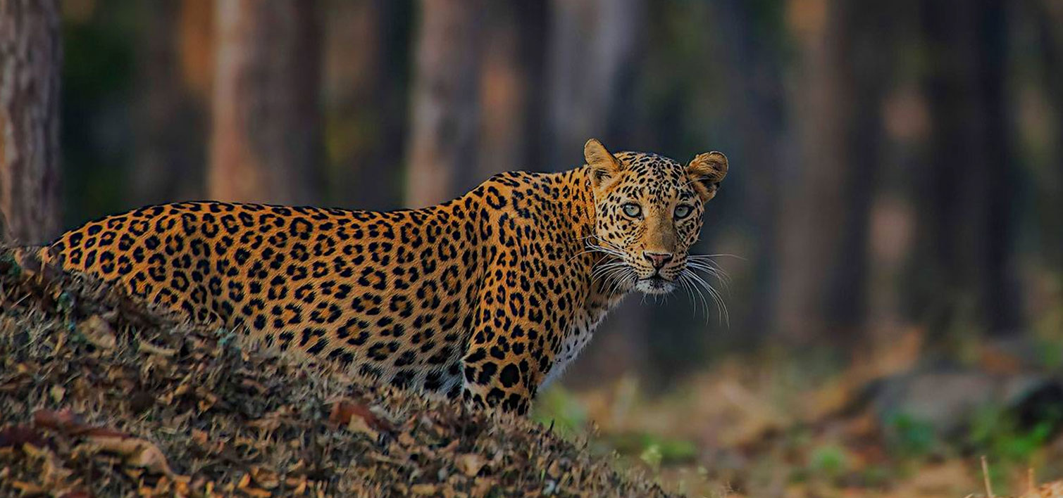 jawai leopard safari price